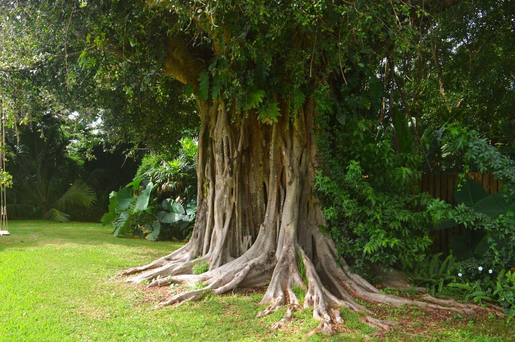 Banyan Tree B&B Retreat Makawao Exteriér fotografie